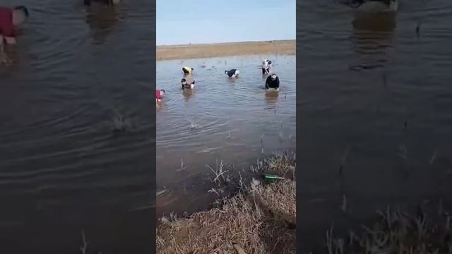 Браконьеры в Казахстане ловят в нерест рыбу руками 2021 смотреть онлайн