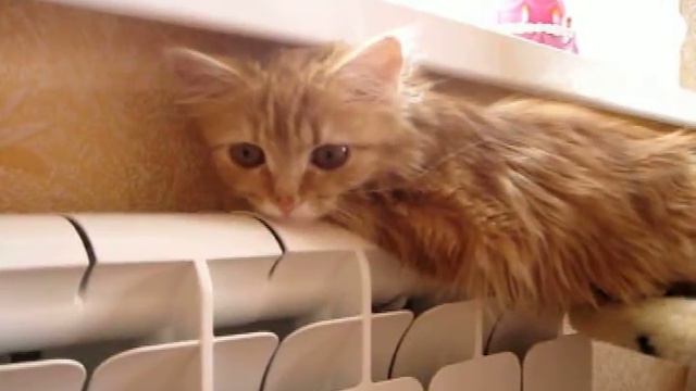 Несчастная кошка и отопление. смотреть онлайн