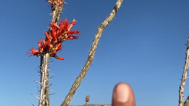 Desert Camping Alone & Wild Food Foraging(Cactus & Yucca) смотреть онлайн