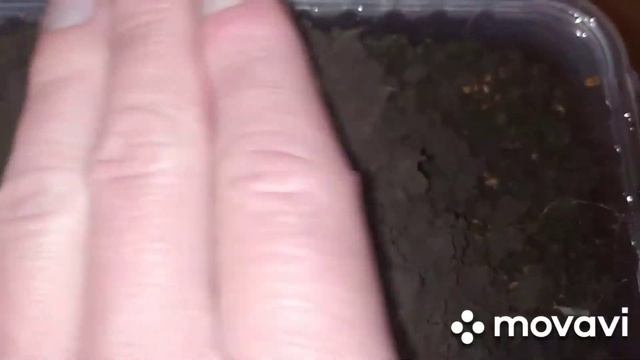 Укроп и петрушка на подоконнике. Как правильно выращивать смотреть онлайн