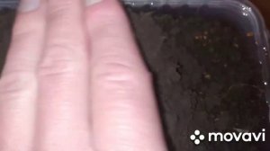 Укроп и петрушка на подоконнике. Как правильно выращивать