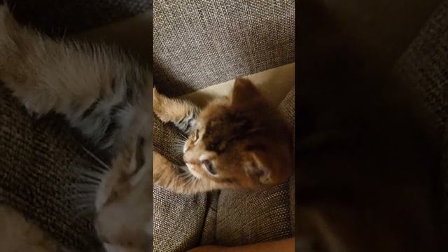 Чаузи ф2 #чаузи #chausie #котята смотреть онлайн