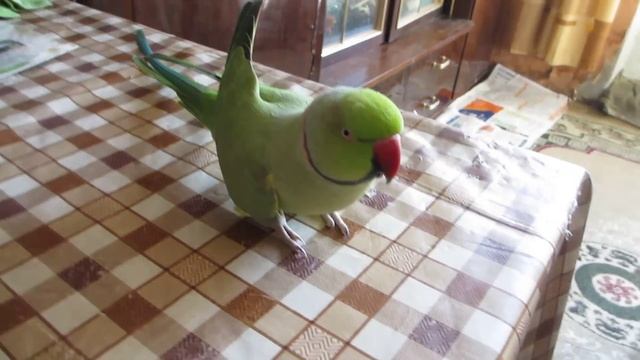 Ожереловый попугай. Агрессия.