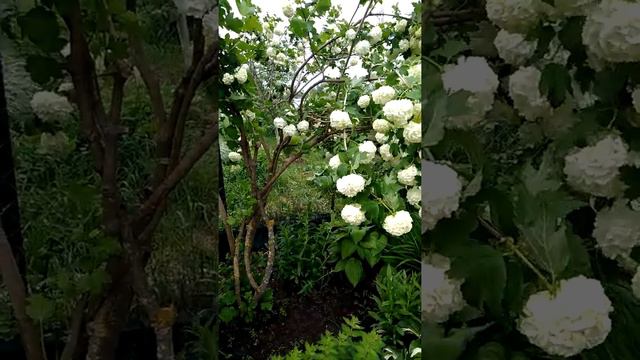 Ой цветет калина... смотреть онлайн