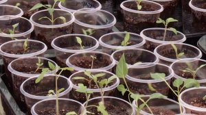 КОНСУЛЬТАНТ САДОВОДА 9