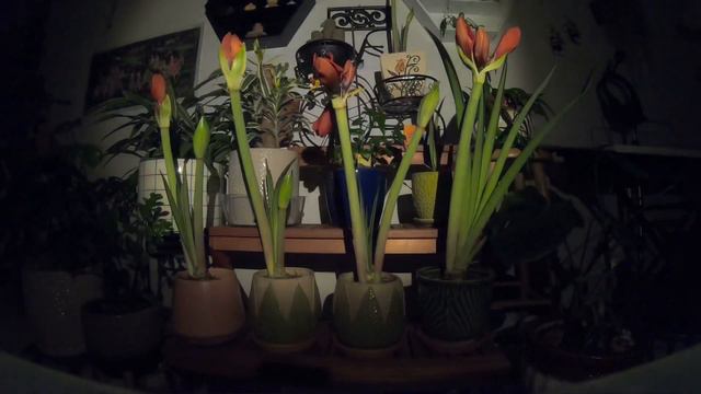 GoPro/Time Lapse/Amaryllis flower смотреть онлайн