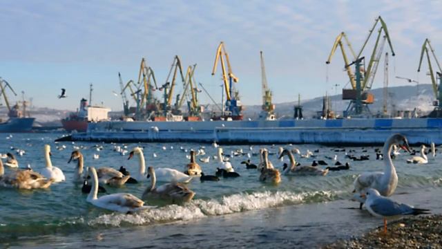 лебеди на зимовке в Крыму,в Феодосии смотреть онлайн