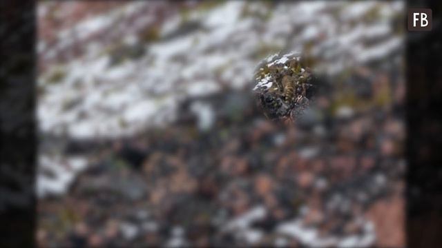 Сможете найти кошку, спрятанную на фото, менее чем за 10 сек? У меня получилось смотреть онлайн