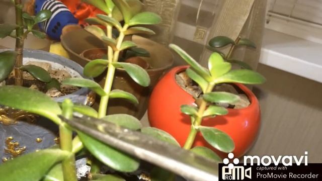 Денежное дерево(Толстянка.)Формирование молодого саженца. смотреть онлайн