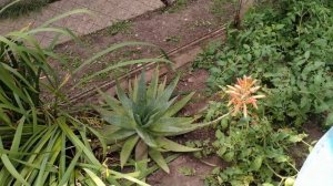 Цветущий комнатный цветок Алоэ вера или Алоэ настоящий (Aloe vera). Август 2022