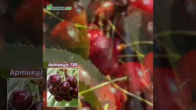 Черешня Ипуть смотреть онлайн