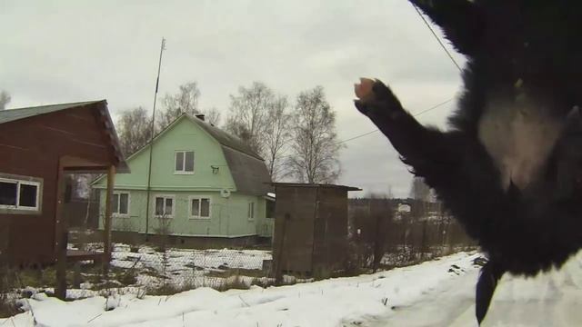 Определить пол щенка и отличить кобеля от суки смотреть онлайн