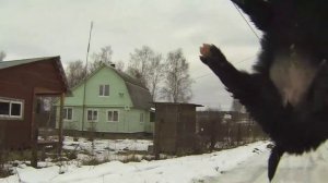 Определить пол щенка и отличить кобеля от суки