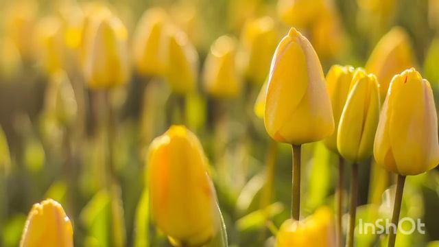 Кристина Мотиватор: Хани был неадекват. Марина Иванова: диагноз - мимоза?! Обсуждает минипаузу смотреть онлайн