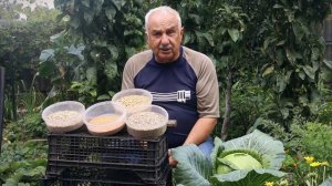 Сидераты: что такое, когда сеять и зачем нужно
