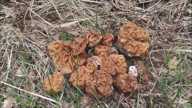 Первые грибы 2022 Строчки. смотреть онлайн