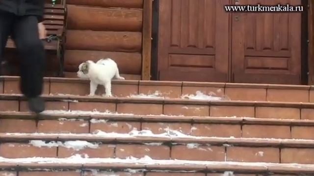 Щенок алабая (сао), тест на уверенность поведения.