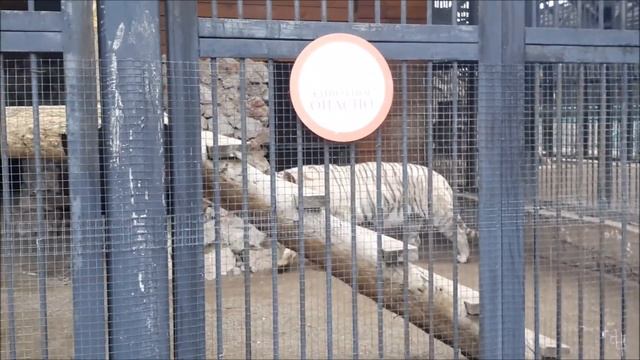 Бенгальский и Амурский тигр/Роев Ручей/23.04.17 смотреть онлайн