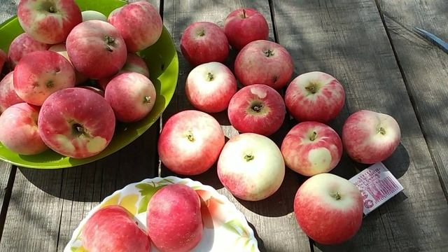 ЯБЛОНЯ ранняя розовая смотреть онлайн
