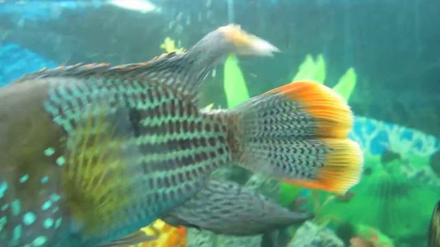 67 Gallon APR 23 2012 смотреть онлайн