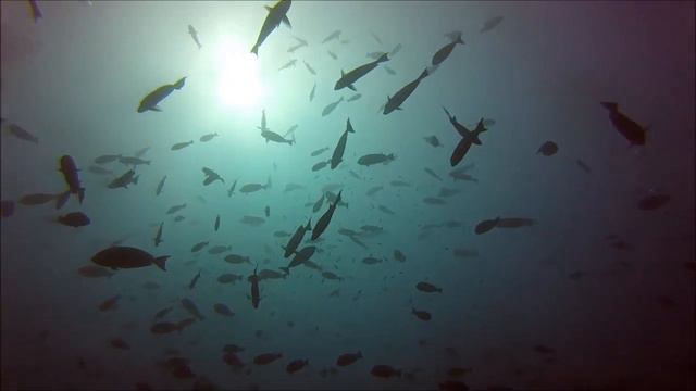 HONEYMOON MALDIVAS 2016. Diving in kuredu island resort MP смотреть онлайн