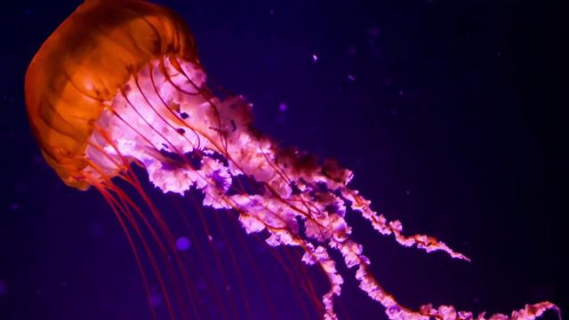 Медузы Василия Климова 2019 смотреть онлайн