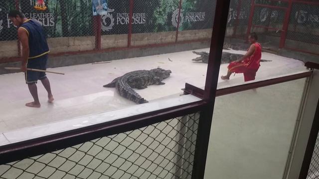 Поцелуй сиамского крокодила смотреть онлайн