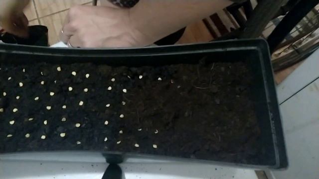 Сеем перец.