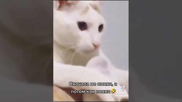 68b0d266eab5e88d075d35eebffbb8fd смотреть онлайн