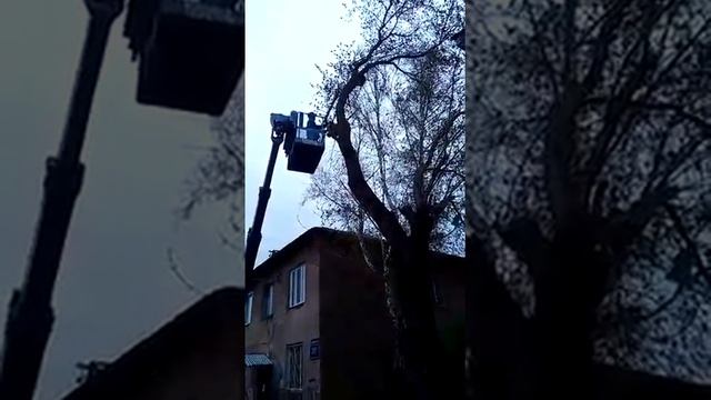 Спил деревьев с вышки. Кронирование, санитарная обрезка, снос, корчевание. смотреть онлайн