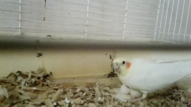 Корелла снесла яйца смотреть онлайн