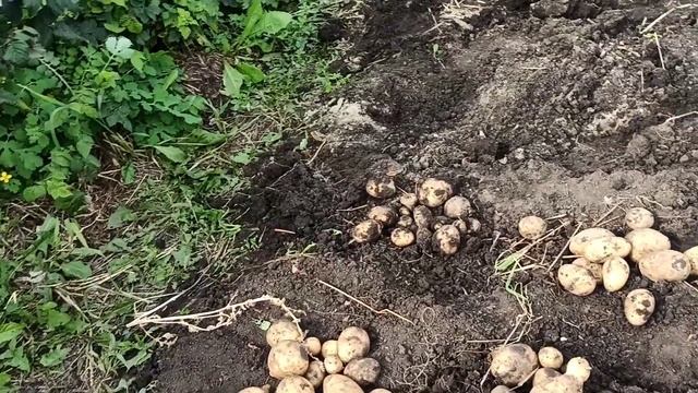 ВЫКОПАЛИ ЧУДО КАРТОШКУ! ПОСАДИТЕ ЭТУ КАРТОШКУ! САМАЯ НАИВКУСНЕЙШАЯ! СОРТ ЛИЛЛИ! ВКУСНЕЕ НЕ НАЙДЁТЕ смотреть онлайн