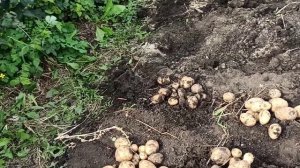 ВЫКОПАЛИ ЧУДО КАРТОШКУ! ПОСАДИТЕ ЭТУ КАРТОШКУ! САМАЯ  НАИВКУСНЕЙШАЯ! СОРТ ЛИЛЛИ! ВКУСНЕЕ НЕ НАЙДЁТЕ