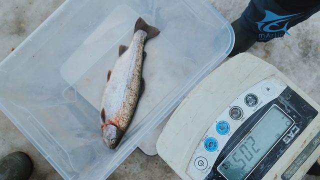 Закрываем зимний сезон рыбалки. Рыболовный клуб Марлин. смотреть онлайн