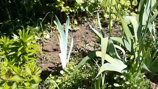 Копченые караси Ваганьково.#караси смотреть онлайн