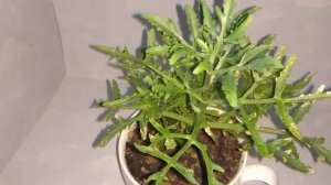 ЛАЦИНИАТА или ОЛЕНЬИ РОЖКИ.  неправильный уход