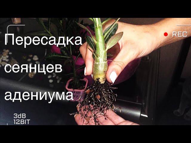 Адениум. Пересадка сеянцев в 4 месяца. смотреть онлайн