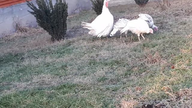У кого то зима, а у нас ЛЕТО! смотреть онлайн