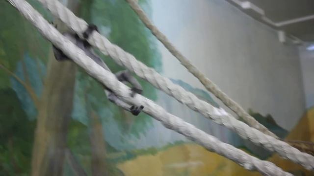 Малыш восточного колобуса смотреть онлайн