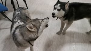 Хаски воют в квартире