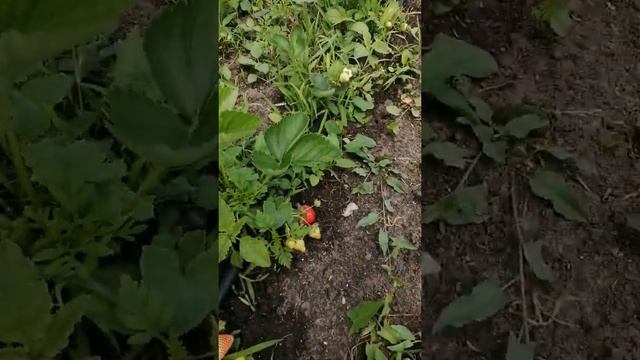 Клубника Капри смотреть онлайн