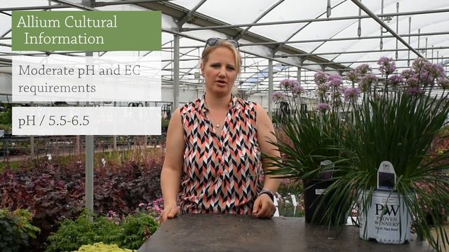 Allium Culture and Production | Walters Gardens смотреть онлайн