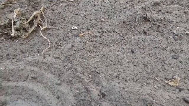 Уборка на клумбах и грядках. смотреть онлайн