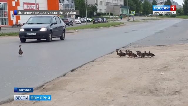 В Котласе беспечная мать-утка создала дорожный коллапс в центре города смотреть онлайн