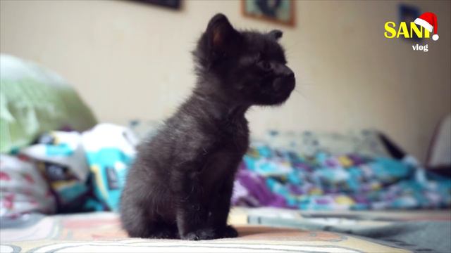 30.000 ПОДПИСЧИКОВ | Ответы на вопросы / SANI Vlog