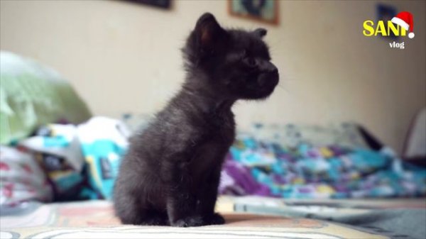 30.000 ПОДПИСЧИКОВ | Ответы на вопросы / SANI vlog