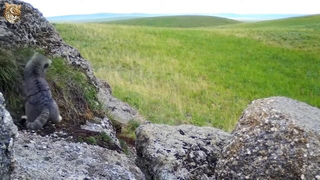 Манул милое животное но нелзя его приручитб смотреть онлайн