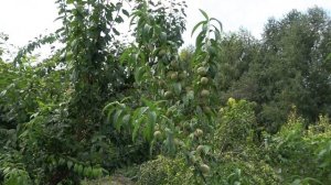 Персик МАНЬЧЖУРСКИЙ / Зимостойкий подвой для персика и нектарина