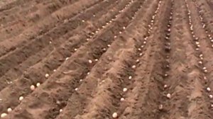 Посадка картофеля дисковыми окучниками