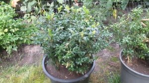 ПРОПАДАЕТ САМШИТ, ЧТО ДЕЛАТЬ? Огневка на самшите.